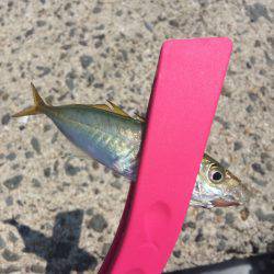 ライトショアジギング