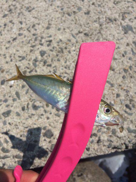 ライトショアジギング