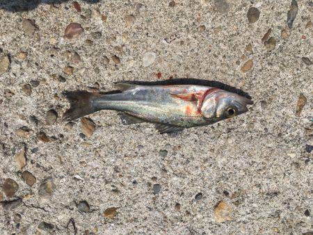 日中ライトゲーム