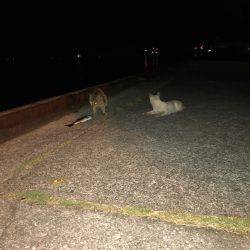 アジング⁇アミパターンでの釣果！