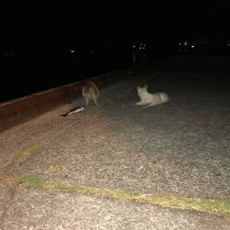 アジング⁇アミパターンでの釣果！