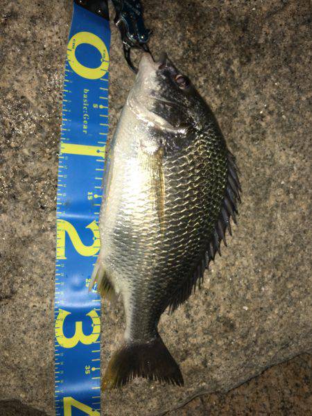 淀川ブリゲー 夏の終わり