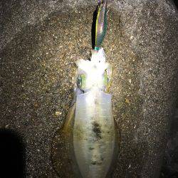 今シーズン初アオリ