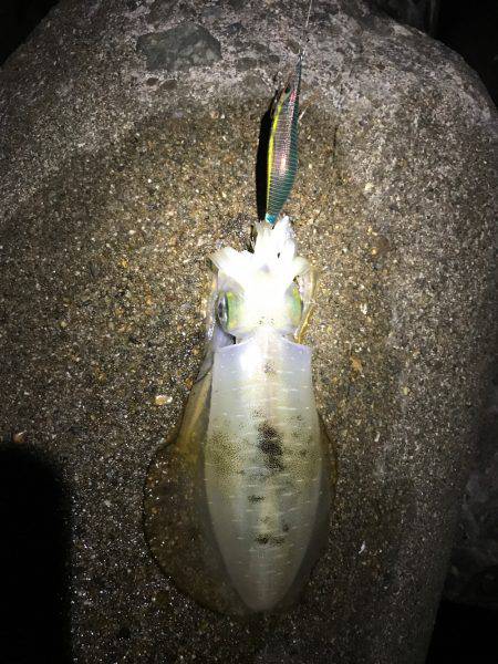 今シーズン初アオリ