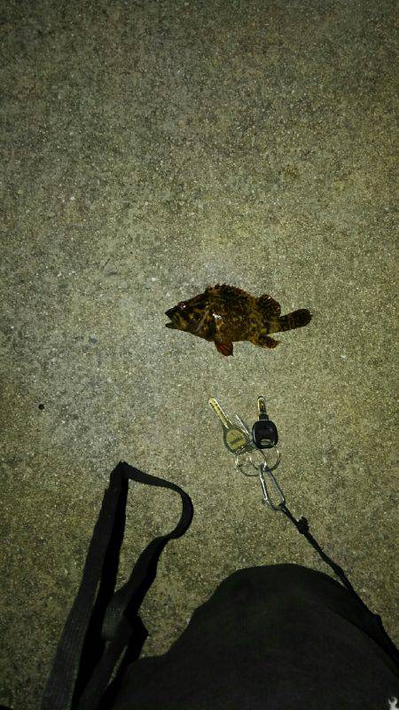 コスモにてアジ確認