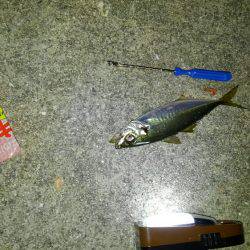 片添にて夜釣り