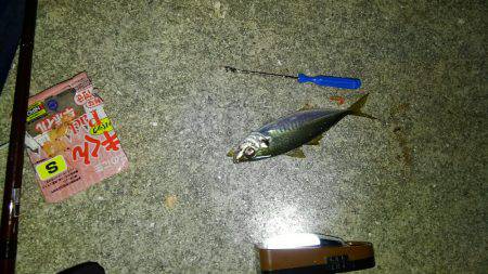 片添にて夜釣り