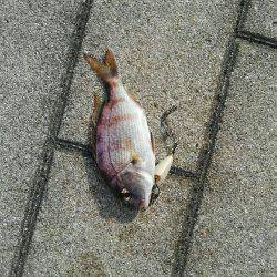 コスモにて探り釣り