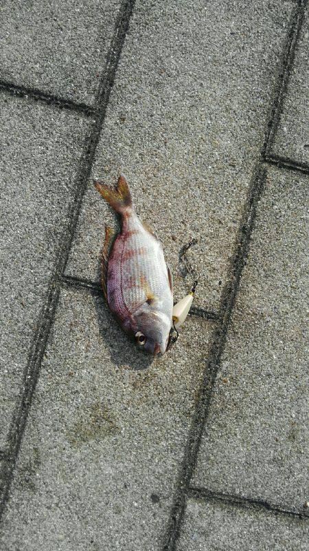 コスモにて探り釣り