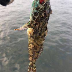 ワインドカマス