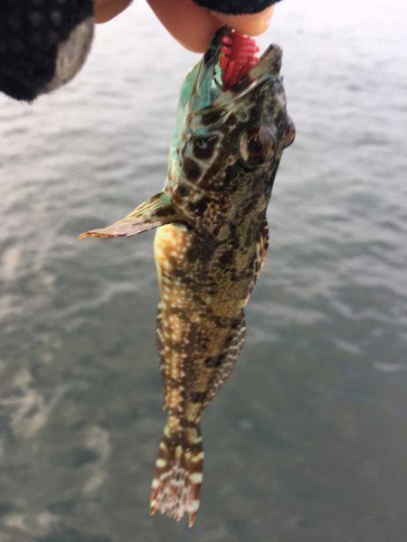 ワインドカマス