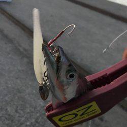 今期初物タチウオ、タコともお別れ!