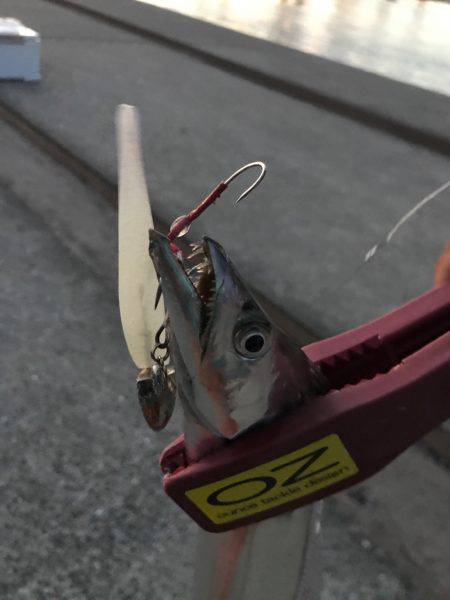 今期初物タチウオ、タコともお別れ!