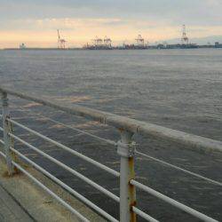 コスモスクエアサビキ釣り後半