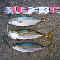 元気なツバス3匹！