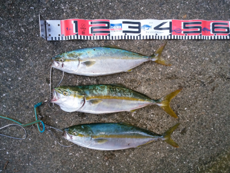 元気なツバス3匹！