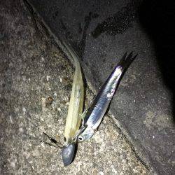 イカはどこに？