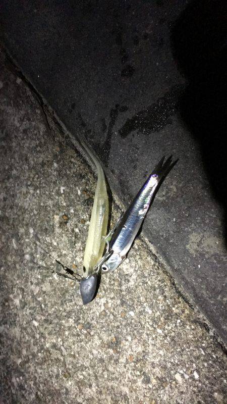 イカはどこに？