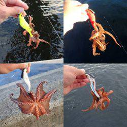 沖堤防でタコエギング！