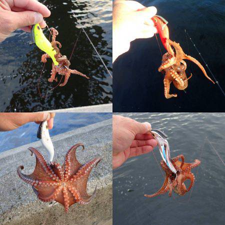 沖堤防でタコエギング！