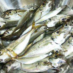 小アジの唐揚げが食べたーいっ‼