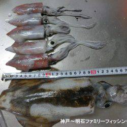 アオリイカ 来たーっ‼