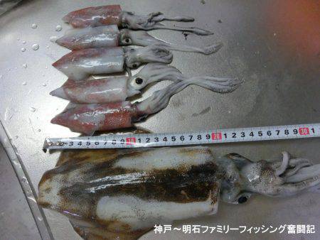 アオリイカ 来たーっ‼