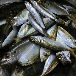 小アジが戻って来た