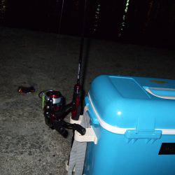 アジは気まぐれ