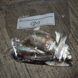 台風後は魚種多彩！？