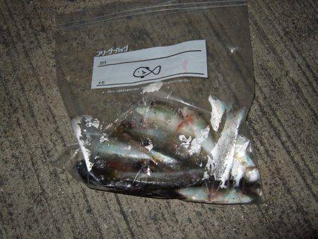 台風後は魚種多彩！？