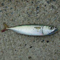 初ワインド初タチウオ＼(^o^)／