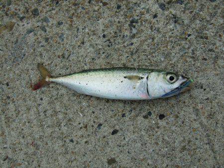 初ワインド初タチウオ＼(^o^)／