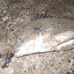 キビレ調査　ＮＯ，３４