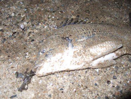 キビレ調査　ＮＯ，３４