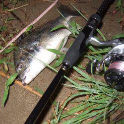 キビレ調査 NO,35