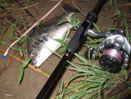 キビレ調査 NO,35