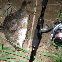 キビレ調査　ＮＯ，３６