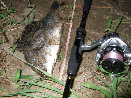 キビレ調査　ＮＯ，３６