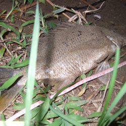 キビレ調査　ＮＯ，３７