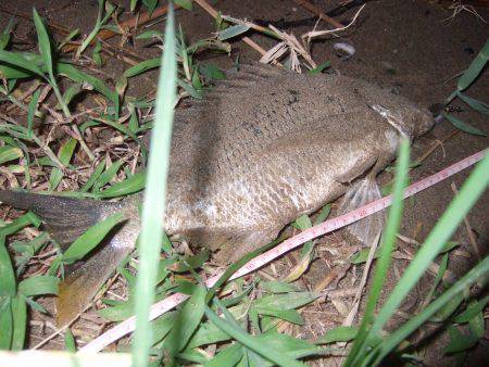 キビレ調査　ＮＯ，３７