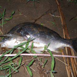 キビレ調査　ＮＯ，３８