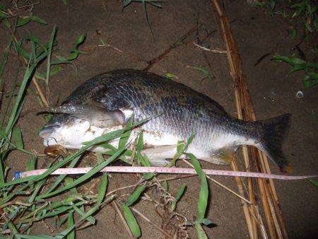 キビレ調査　ＮＯ，３８