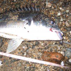 キビレ調査 NO,40