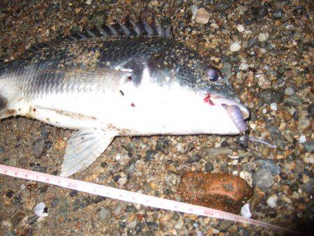 キビレ調査 NO,40