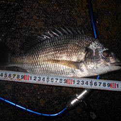 キビレは好調？。