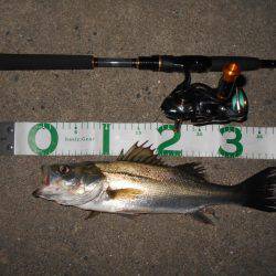 テトラ際でチヌ&シーバス♪。