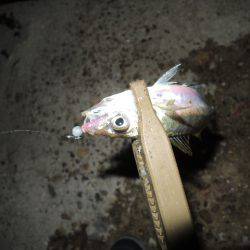 アジも難しいです