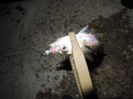 アジも難しいです