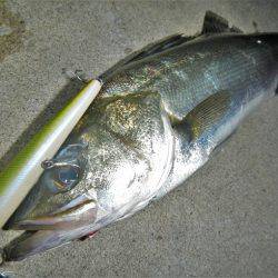 リバーシーバス